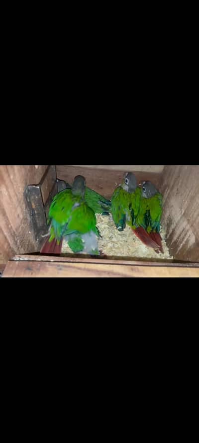 green cnour 5 chiks