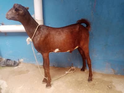for sale male contact number 03155 911 647
