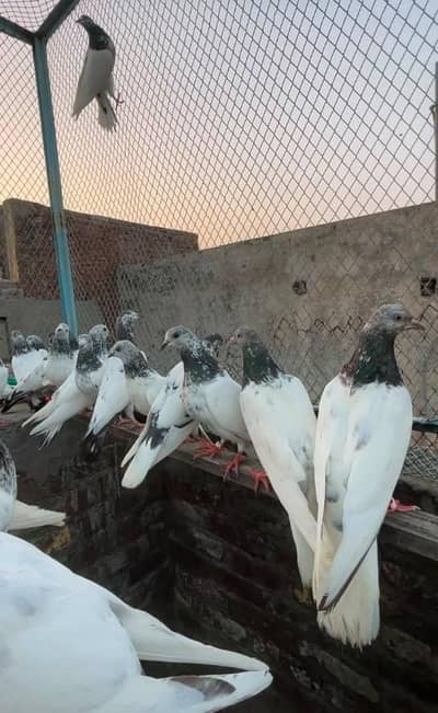Pure chuhy motiyo Waly aur Ali Waly breeder pigeons cargo available