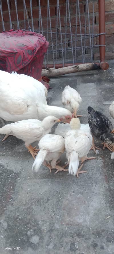 Heera aseel For sale
