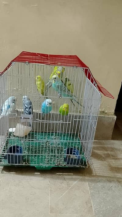 Australian parrot with cage