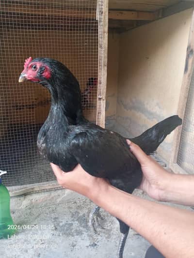 Pure Burmi Female