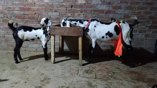 goat with female path for sale