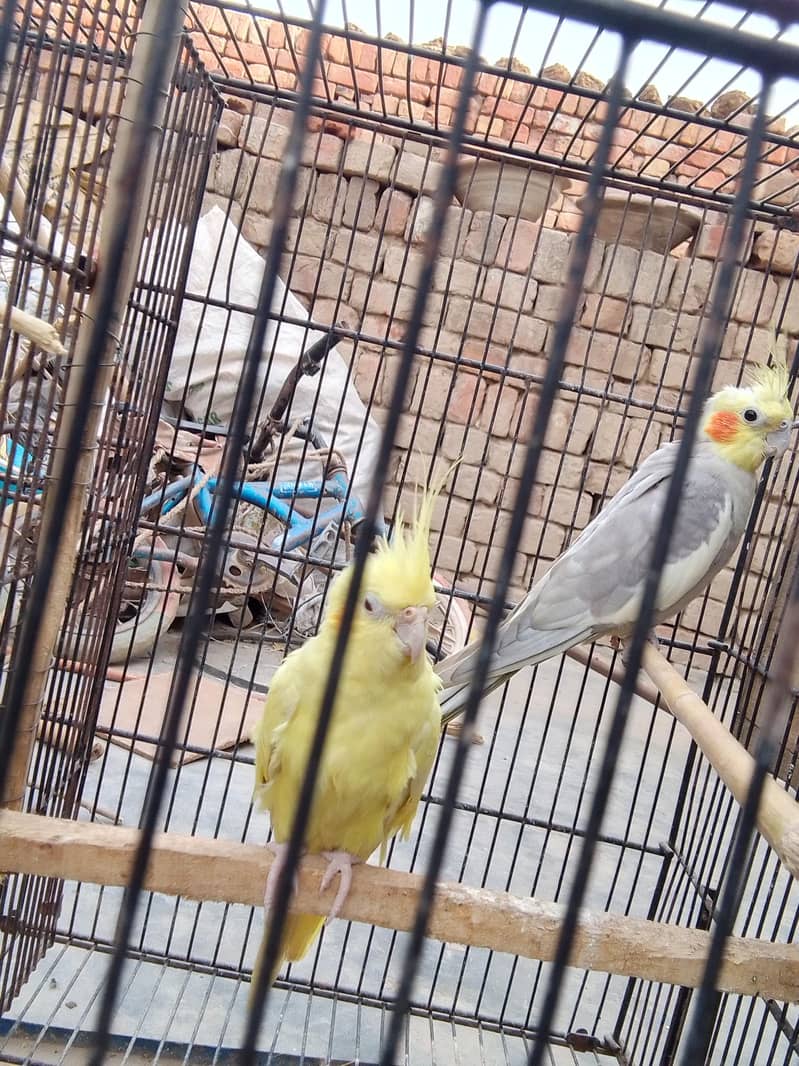 Ok all 3