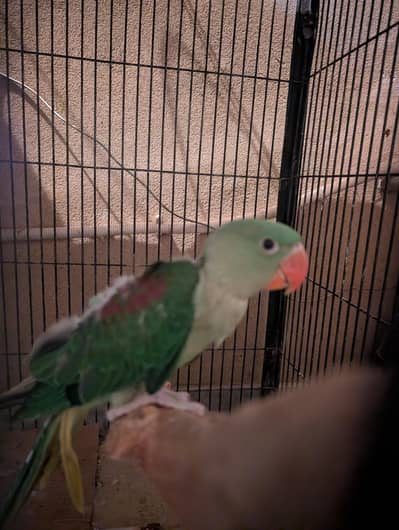 Raw Chicks Home breed