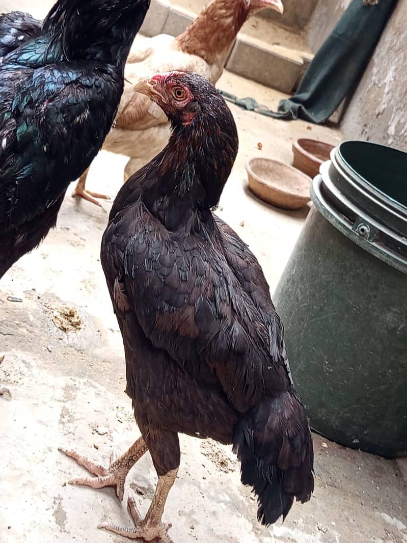 Aseel female 0