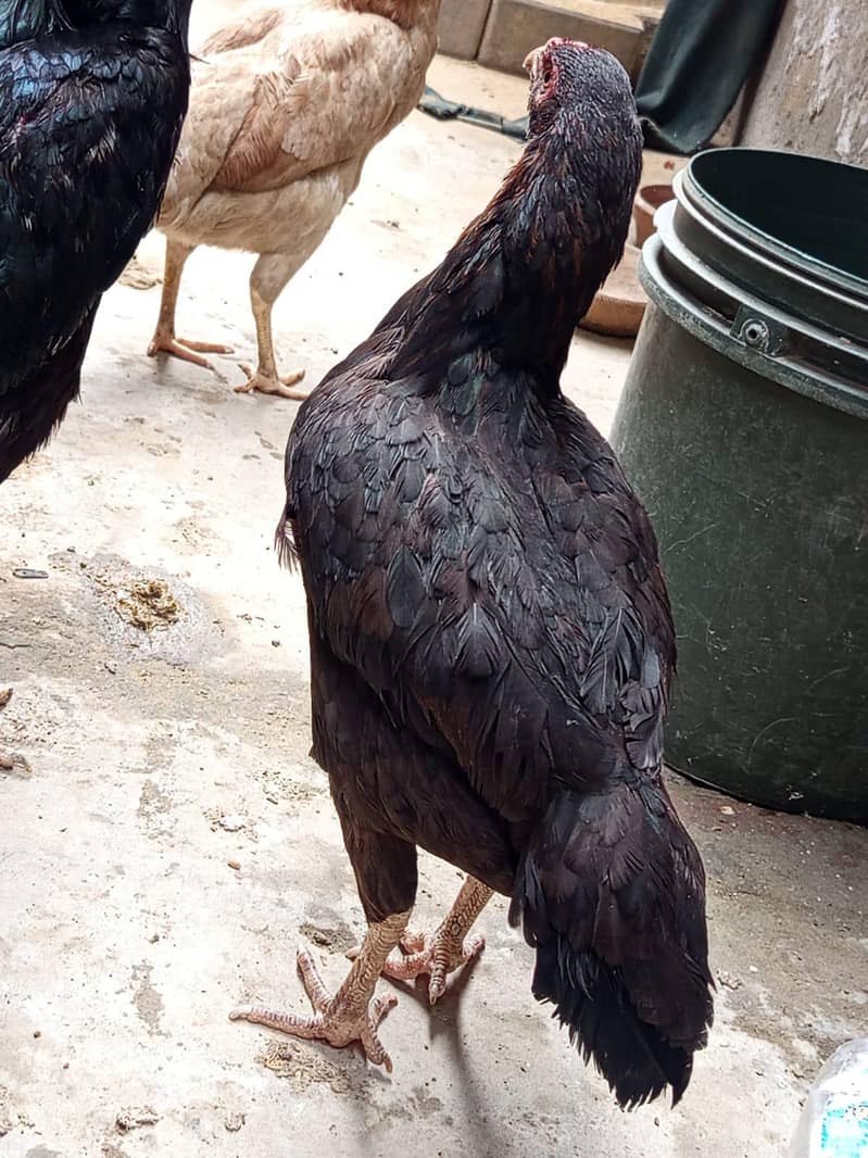 Aseel female 1