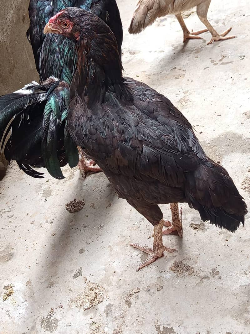 Aseel female 2