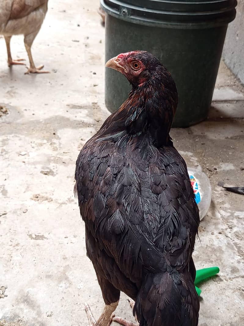 Aseel female 3