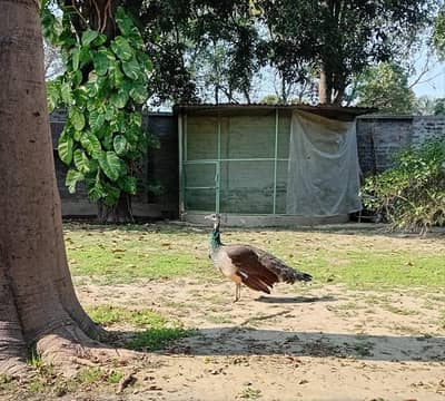 Female Peacock