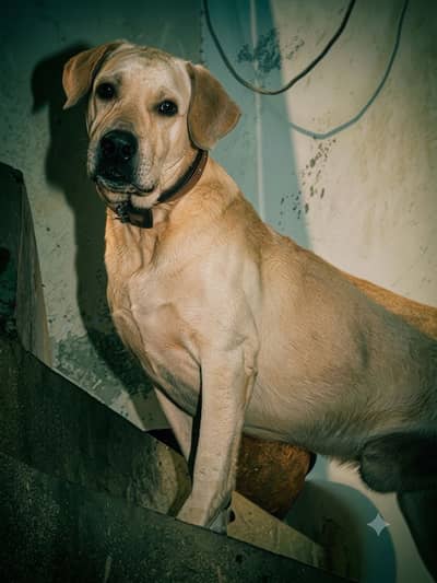Labrador male for sale , exchange with bully and stud (mating)