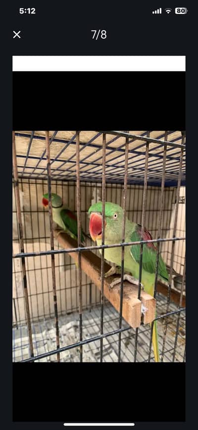 Raw ka breeder pair