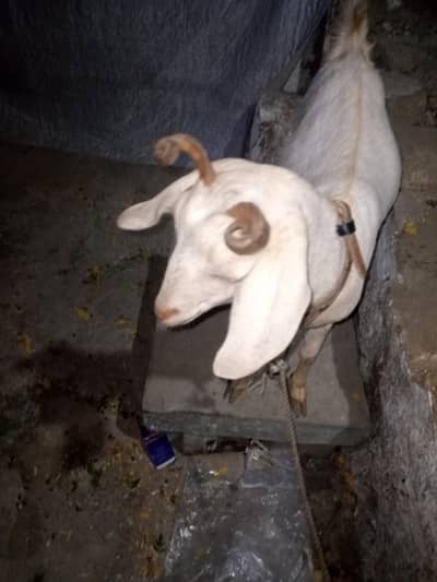 extreme 0size Hyderabadi tapri 2 dant