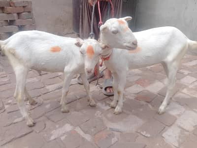 Rashian gulabi tedy pair