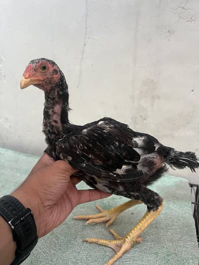 Lasani chicks available