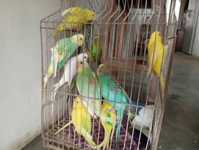 Budgies for sell ||Australian parrot