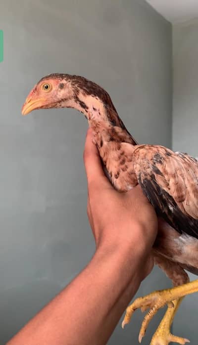 aseel pure minawali cross chicks 2.5months age