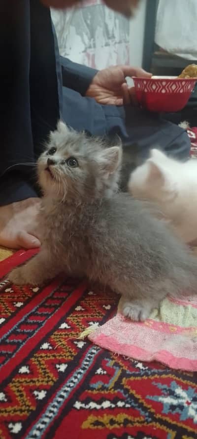 Persian cat/kittens