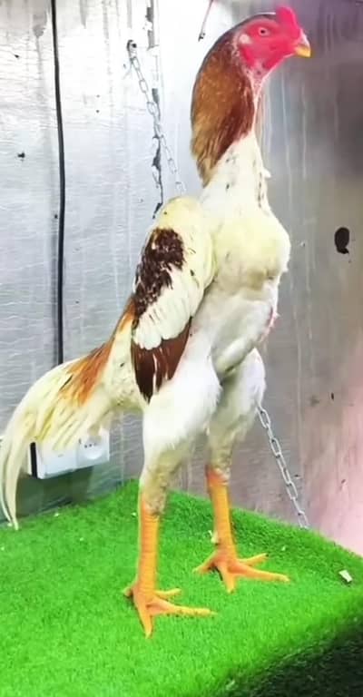aseel long hight blue eye pure sindhi and shamo cross jchutki pe he