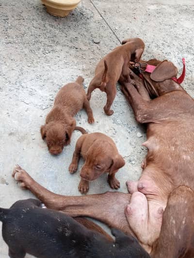 German pointer puppies available for sale