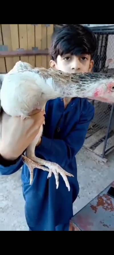 Aseel hens hn in pocs ke alawa bi hn Raja bazar Rawalpindi