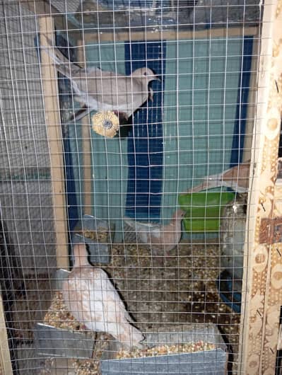 Doves