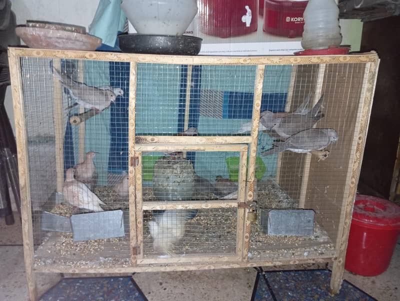 Doves 3