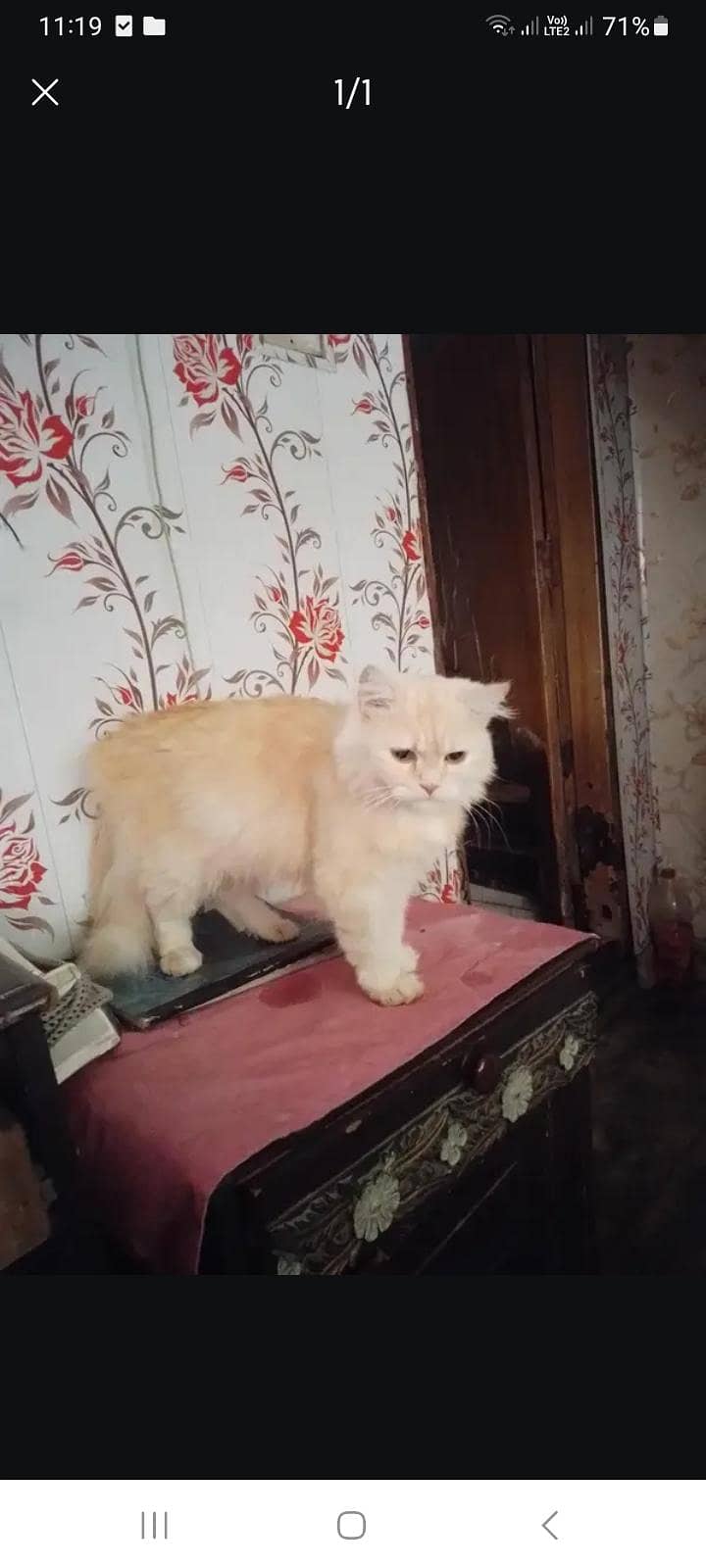 nice cat 0