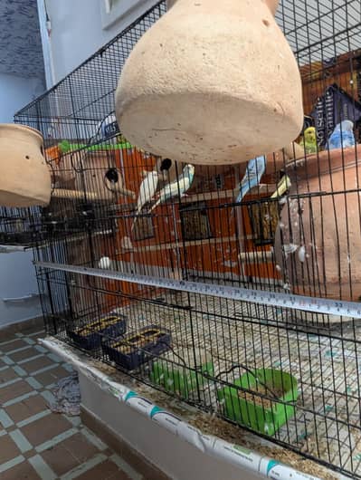 Master Cage