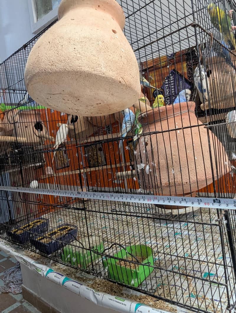 Master Cage 1