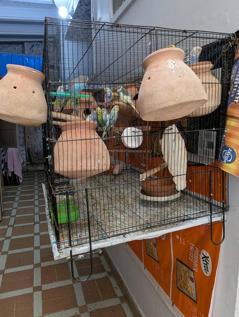 Master Cage 2