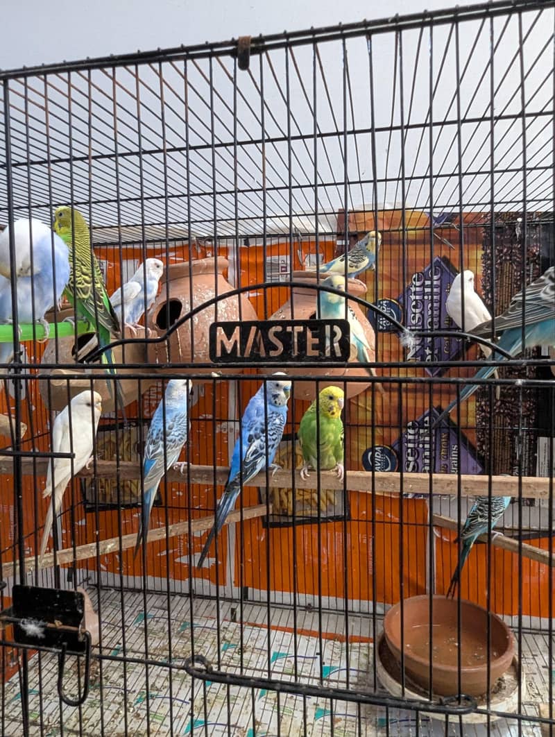 Master Cage 3