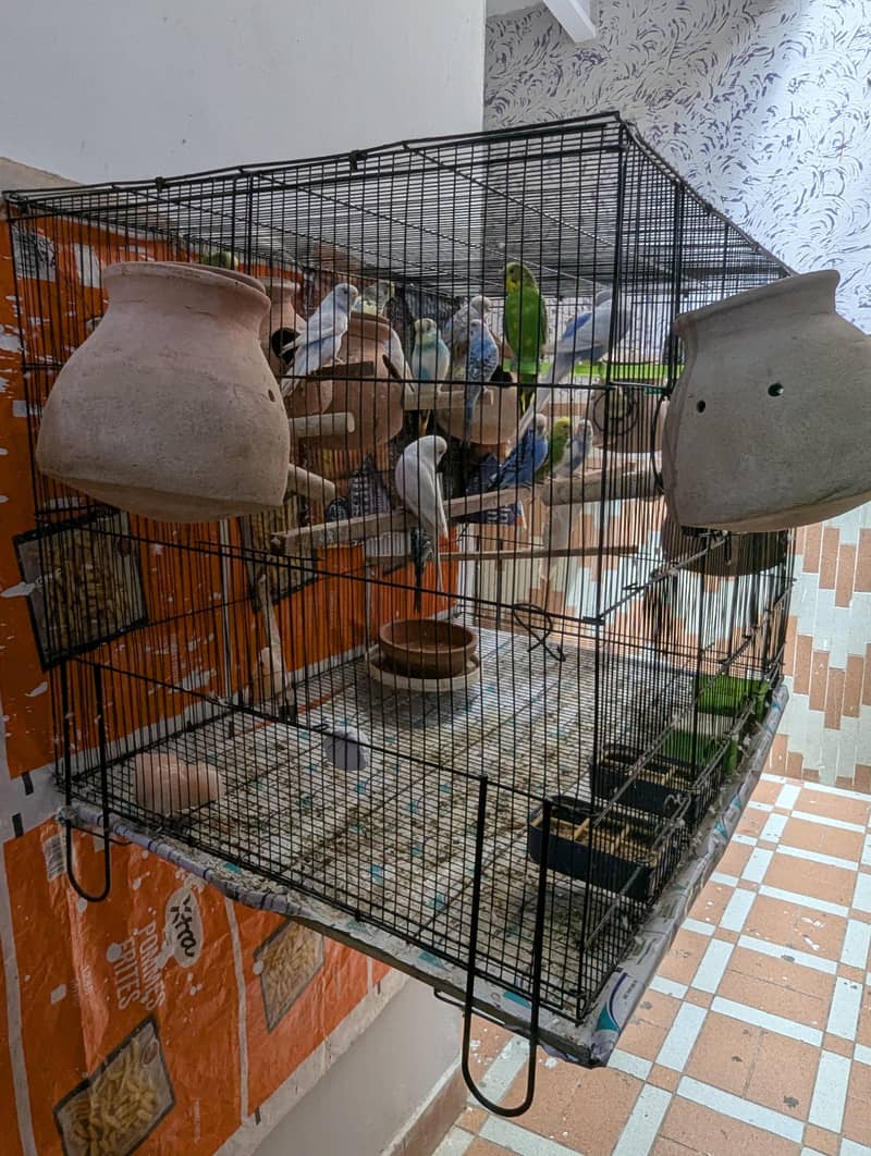 Master Cage 4