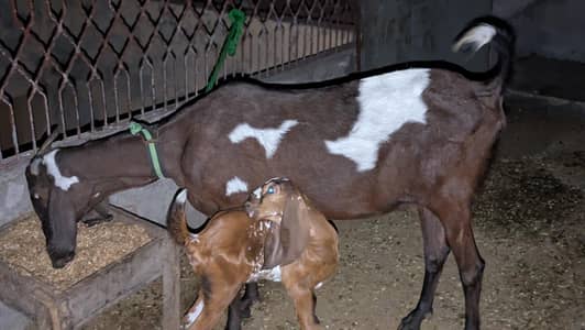 female goat (beetal