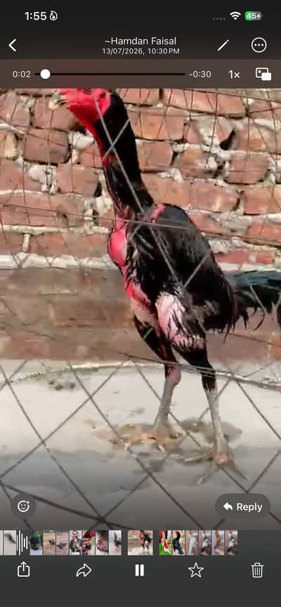 aseel bird