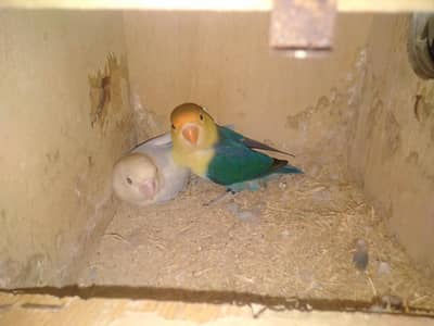 Lovebirds