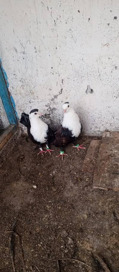 karbalai pair for sale. adras Karachi orangi town