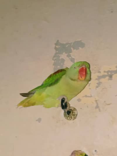 raw parrot
