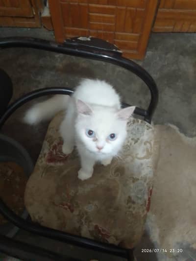 I am selling my cat