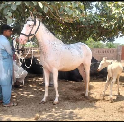 pregnant saral wacheri pure ravi breed  hight 63