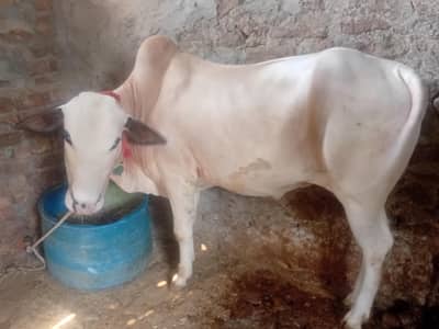 fathangibull