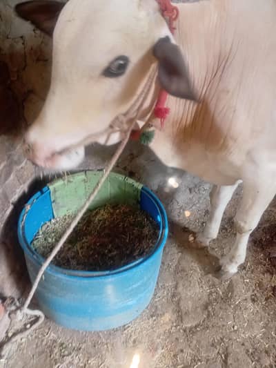 Bull | Fatehjngi Bull | Wcha | Fatehjangi bchra | Bull / Wcha For Sale