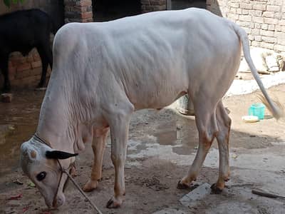 Bull | Fatehjngi Bull | Wcha | Fatehjangi bchra | Bull / Wcha For Sale