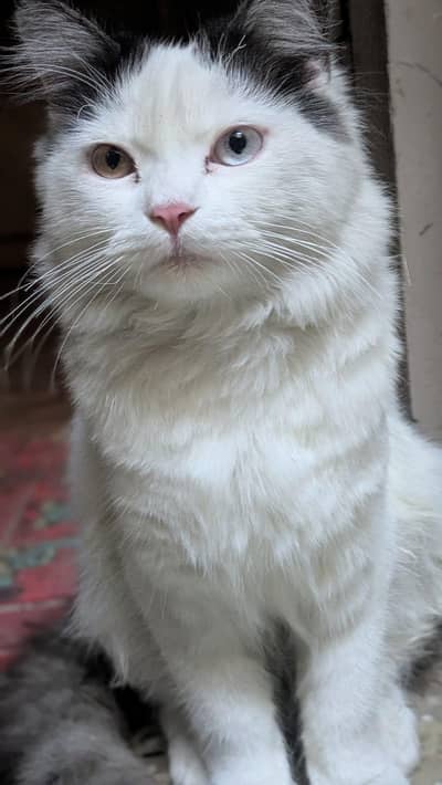 Turkish angora