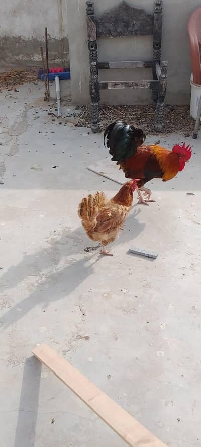 1 Asel Murga aur 1misri Murga Murgi