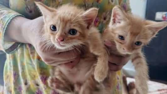 Kittens Persian with Cat