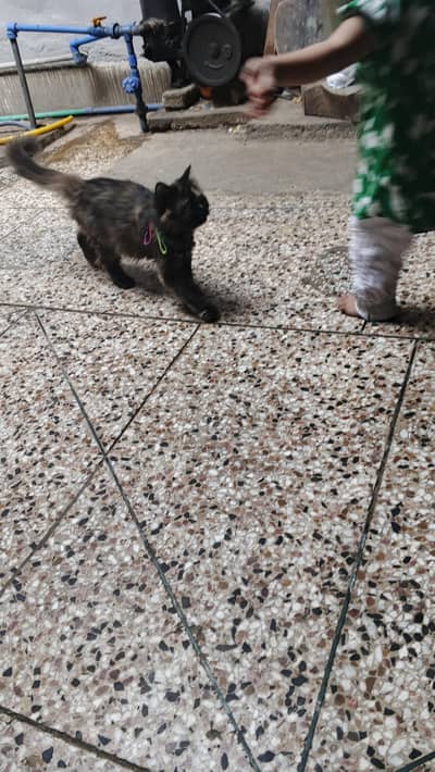Persian with Cat