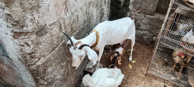 hadrabadi tapri 0size bacha ka sath