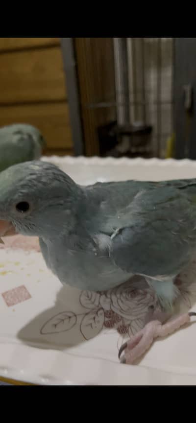 blue turquoise chicks