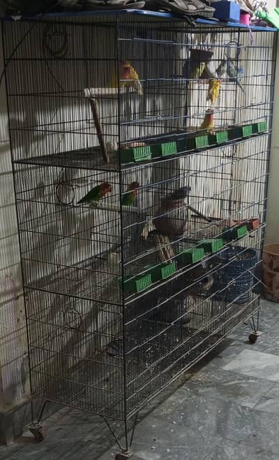 lovebirds breader 3 pair 8k & cage  15k sale 1.5 by 1.5 9 box for sale